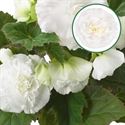 Afbeelding van Begonia knol P12 tub. White